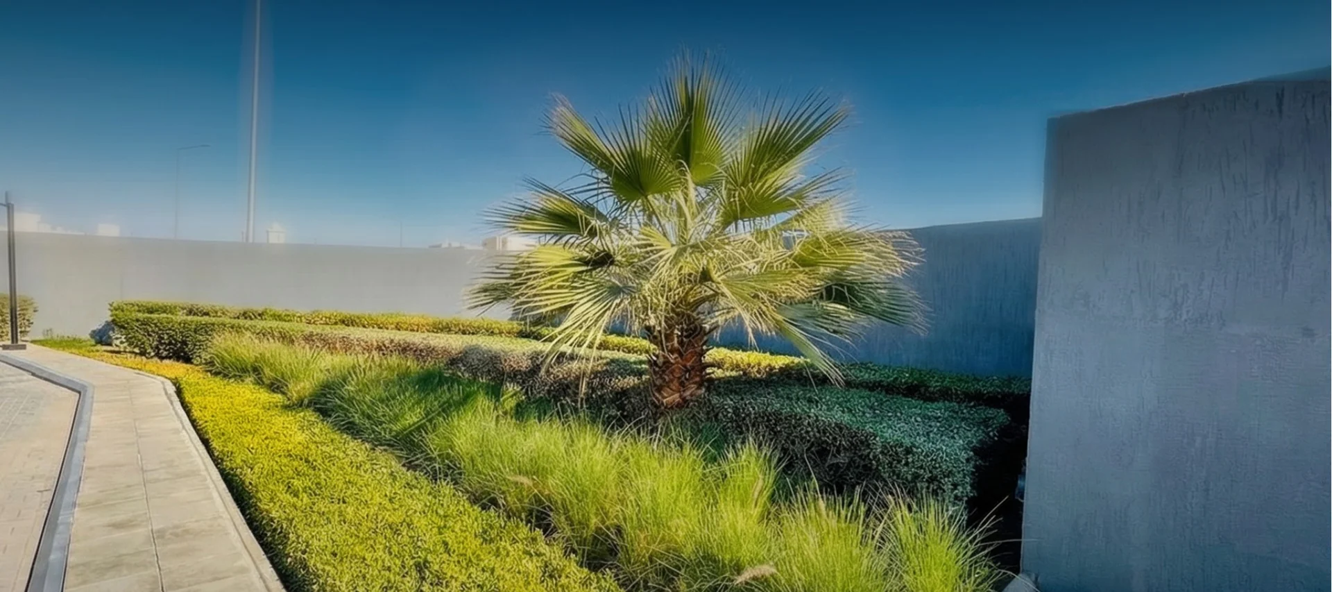 A palm and layered grasses along a landscaped site perimeter