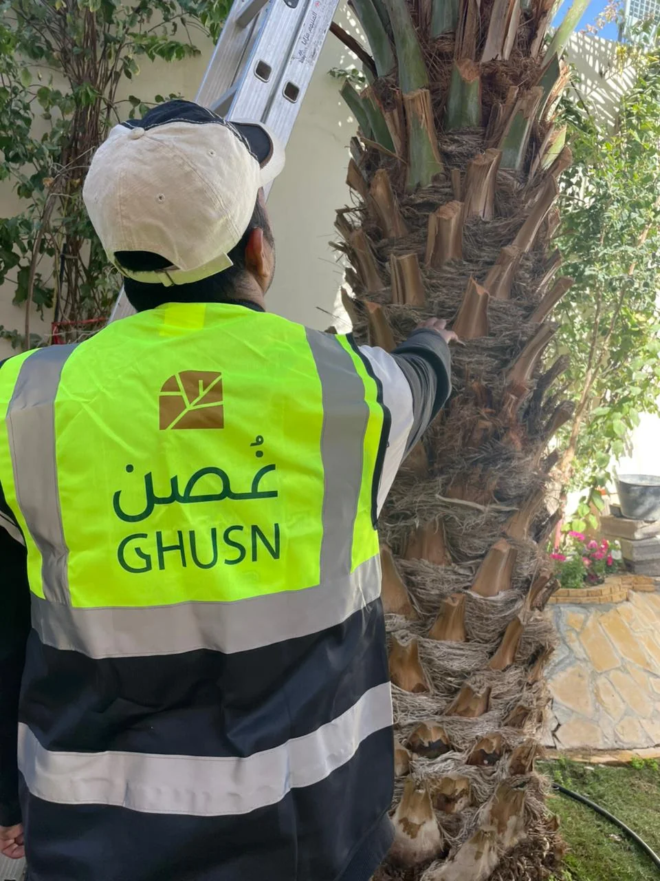 Crew member working on a palm from a ladder